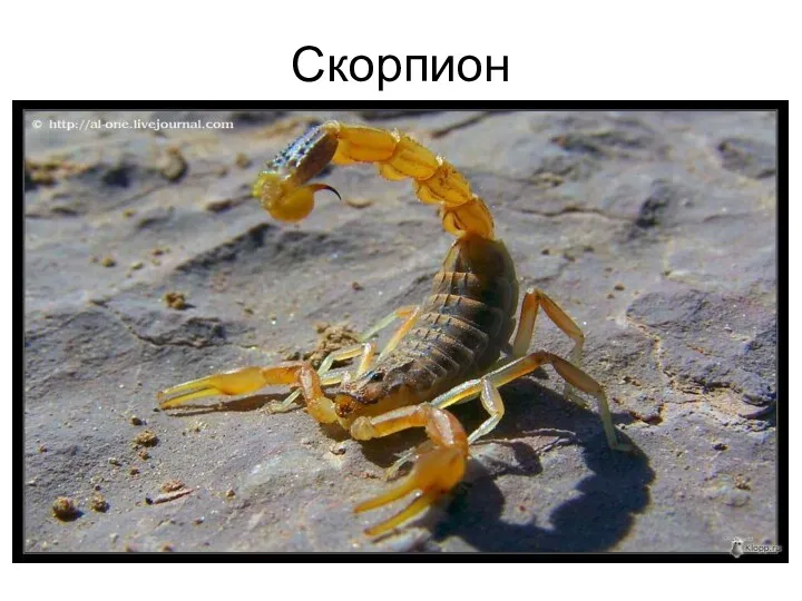 Скорпион