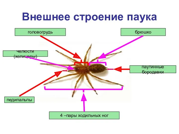 Внешнее строение паука головогрудь педипальпы 4 –пары ходильных ног брюшко паутинные бородавки челюсти (хелицеры)