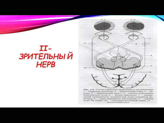 ІІ-ЗРИТЕЛЬНЫЙ НЕРВ