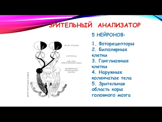 ЗРИТЕЛЬНЫЙ АНАЛИЗАТОР 5 НЕЙРОНОВ: 1. Фоторецепторы 2. Биполярные клетки 3.