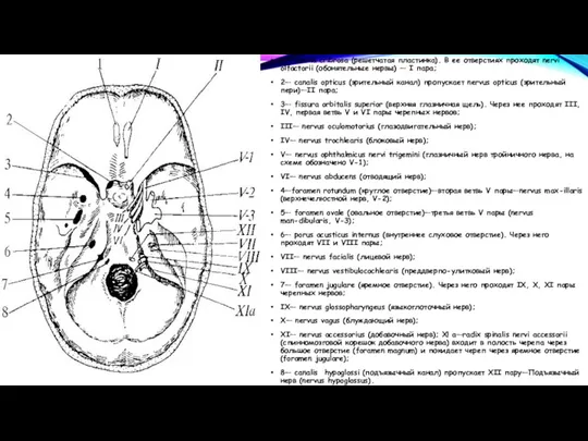 1— lamina cribrosa (решетчатая пластинка). В ее отверстиях проходят nervi