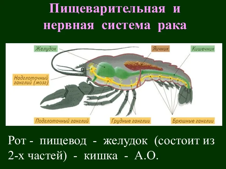 Пищеварительная и нервная система рака Рот - пищевод - желудок