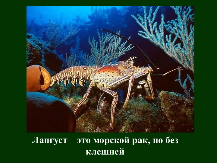 Лангуст – это морской рак, но без клешней