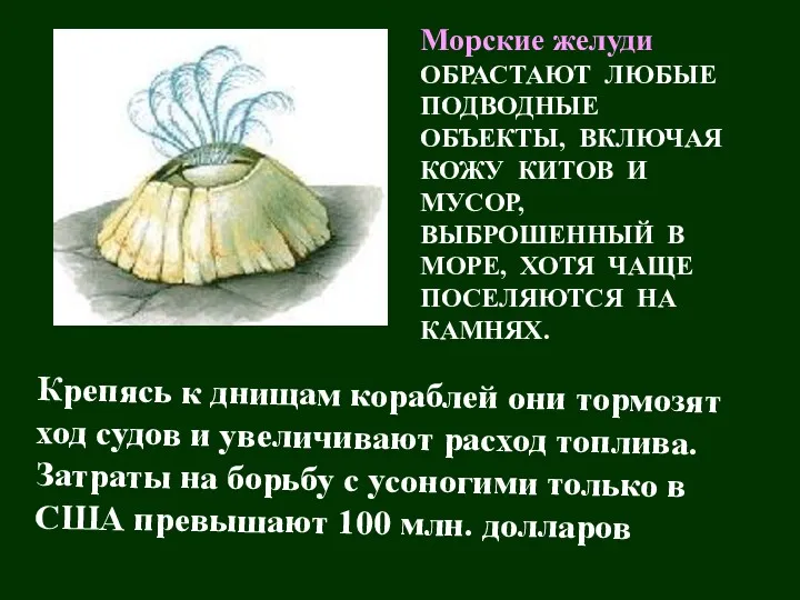 Морские желуди ОБРАСТАЮТ ЛЮБЫЕ ПОДВОДНЫЕ ОБЪЕКТЫ, ВКЛЮЧАЯ КОЖУ КИТОВ И