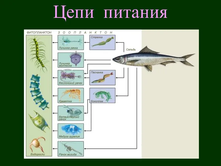 Цепи питания