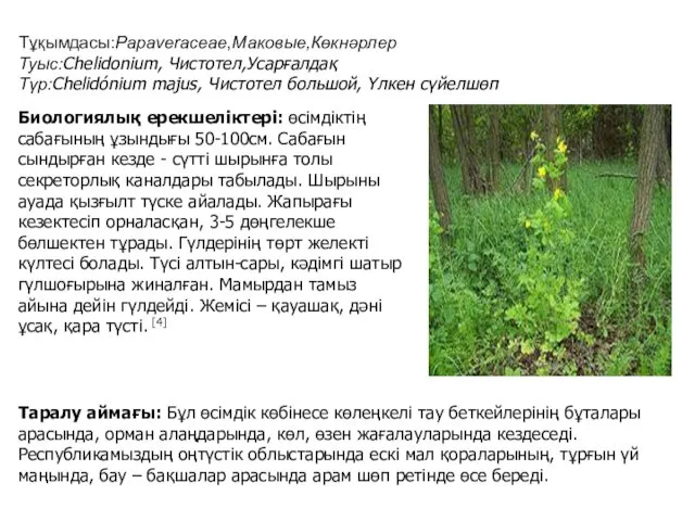 Тұқымдасы:Papaveraceae,Маковые,Көкнәрлер Туыс:Chelidonium, Чистотел,Усарғалдақ Түр:Chelidónium majus, Чистотел большой, Үлкен сүйелшөп Биологиялық