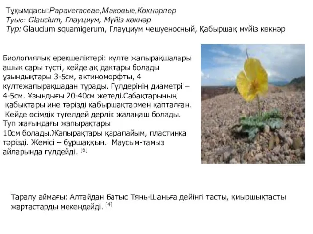 Тұқымдасы:Papaveraceae,Маковые,Көкнәрлер Туыс: Glaucium, Глауциум, Мүйіз көкнәр Түр: Glaucium squamigerum, Глауциум