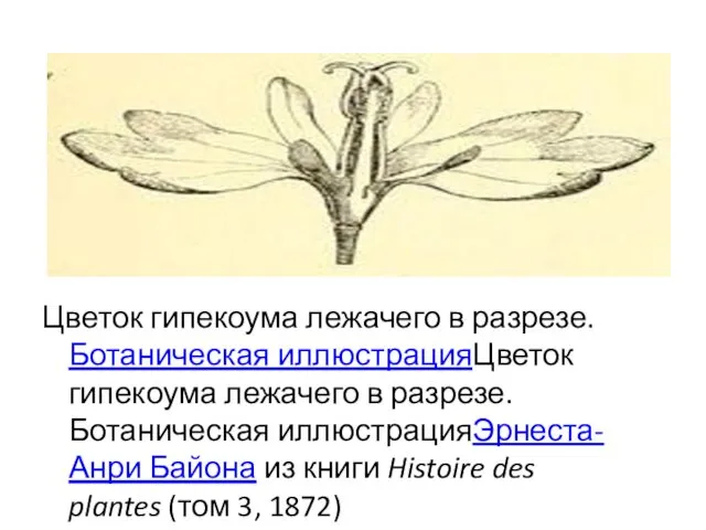Цветок гипекоума лежачего в разрезе.Ботаническая иллюстрацияЦветок гипекоума лежачего в разрезе.Ботаническая