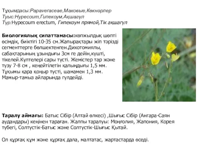 Тұқымдасы:Papaveraceae,Маковые,Көкнәрлер Туыс:Hypecoum,Гипекоум,Ақшагүл Түр:Hypecoum erectum, Гипекоум прямой,Тік ақшагүл Биологиялық сипаттамасы:көпжылдық шөпті