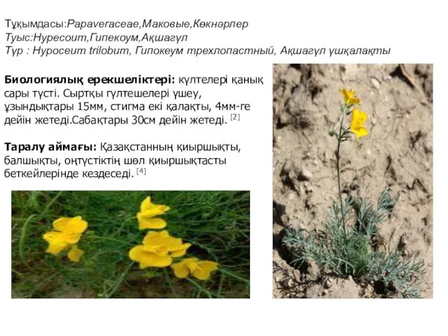 Тұқымдасы:Papaveraceae,Маковые,Көкнәрлер Туыс:Hypecoum,Гипекоум,Ақшагүл Түр : Hypoceum trilobum, Гипокеум трехлопастный, Ақшагүл үшқалақты