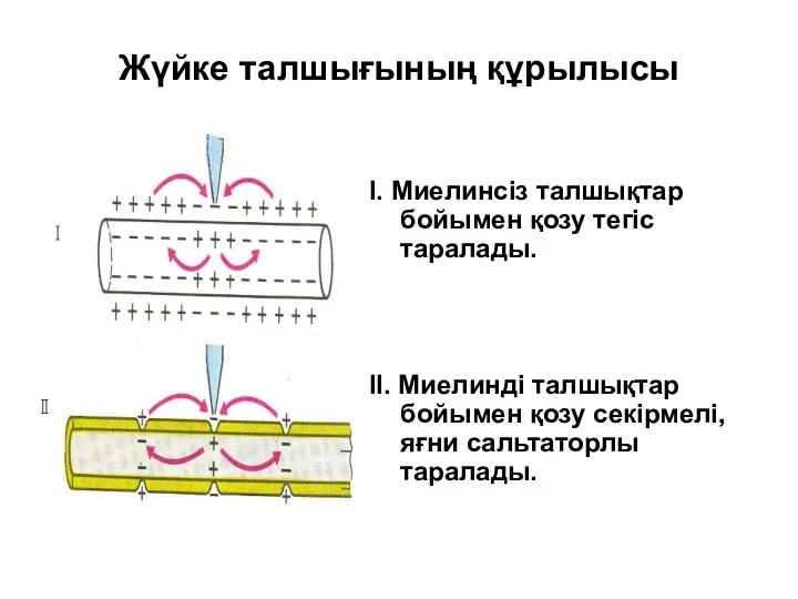 Жүйке талшығының құрылысы I. Миелинсіз талшықтар бойымен қозу тегіс таралады.