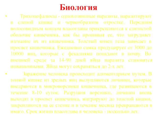 Биология Трихоцефалюсы - однохозяинные паразиты, паразитируют в слепой кишке и