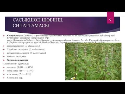 САСЫҚШӨП ШӨБІНІҢ СИПАТТАМАСЫ Cасықшөп (лат.Leonurus) – ерінгүлділер тұқымдасына жататын екі