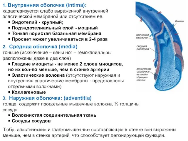 1. Внутренняя оболочка (intima): характеризуется слабо выраженной внутренней эластической мембраной