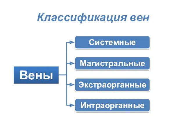 Классификация вен Вены Системные Экстраорганные Интраорганные Магистральные