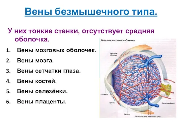 Вены безмышечного типа. У них тонкие стенки, отсутствует средняя оболочка.