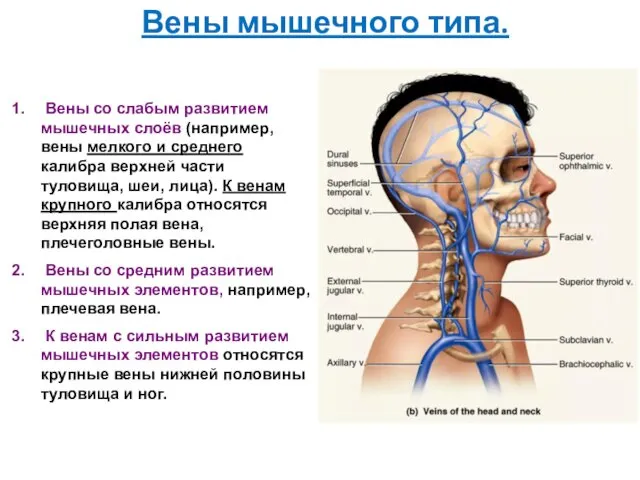 Вены мышечного типа. Вены со слабым развитием мышечных слоёв (например,