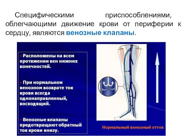 Специфическими приспособлениями, облегчающими движение крови от периферии к сердцу, являются венозные клапаны.