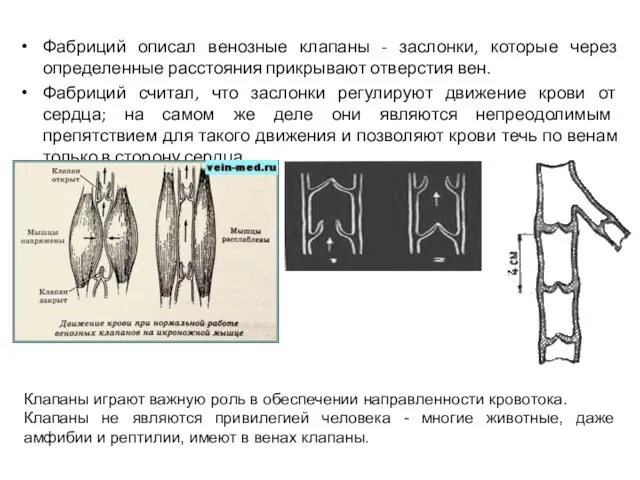 Фабриций описал венозные клапаны - заслонки, которые через определенные расстояния