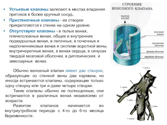 Устьевые клапаны залегают в местах впадения притоков в более крупный