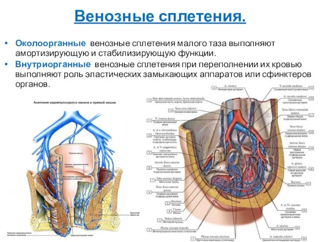 Венозные сплетения. Околоорганные венозные сплетения малого таза выполняют амортизирующую и