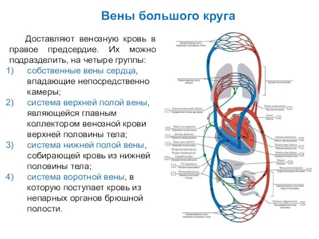 Доставляют венозную кровь в правое предсердие. Их можно подразделить, на