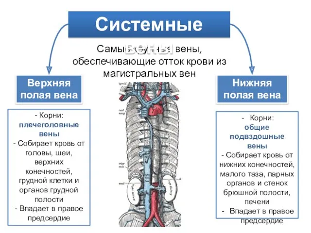 Самые крупные вены, обеспечивающие отток крови из магистральных вен Системные