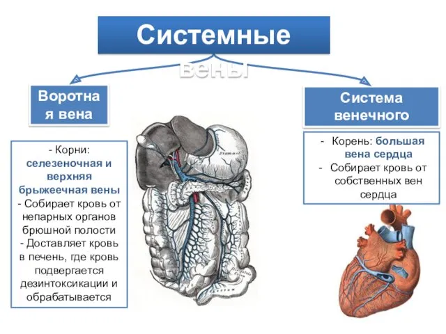 Воротная вена Система венечного синуса - Корни: селезеночная и верхняя