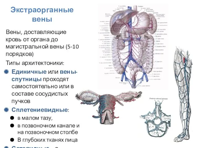 Вены, доставляющие кровь от органа до магистральной вены (5-10 порядков)