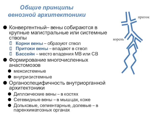 Конвергентный– вены собираются в крупные магистральные или системные стволы Корни