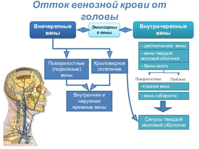 Отток венозной крови от головы Эмиссарные вены Внечерепные вены Синусы