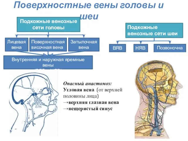 Поверхностные вены головы и шеи Подкожные венозные сети головы Поверхностная