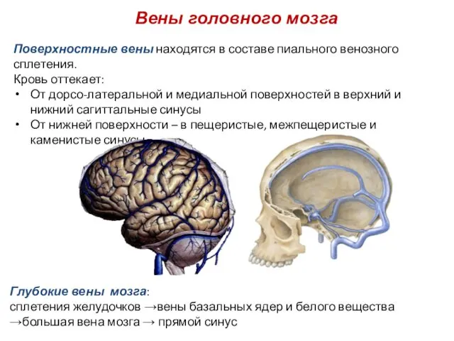 Поверхностные вены находятся в составе пиального венозного сплетения. Кровь оттекает: