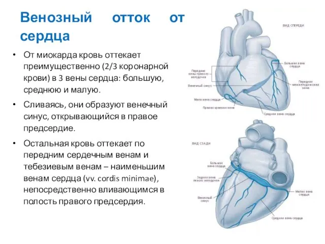 От миокарда кровь оттекает преимущественно (2/3 коронарной крови) в 3