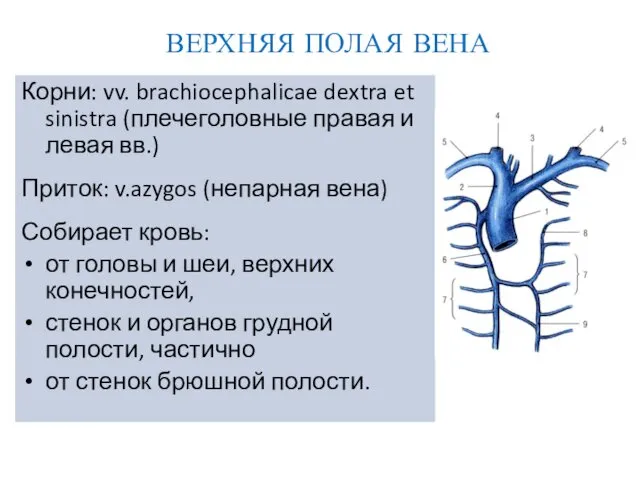 ВЕРХНЯЯ ПОЛАЯ ВЕНА Корни: vv. brachiocephalicae dextra et sinistra (плечеголовные