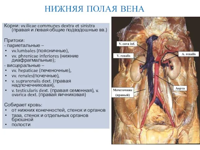 Корни: vv.ilicae communes dextra et sinistra (правая и левая общие