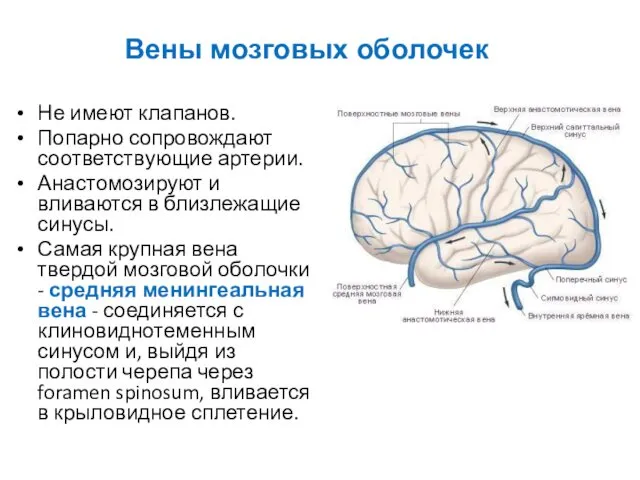 Не имеют клапанов. Попарно сопровождают соответствующие артерии. Анастомозируют и вливаются