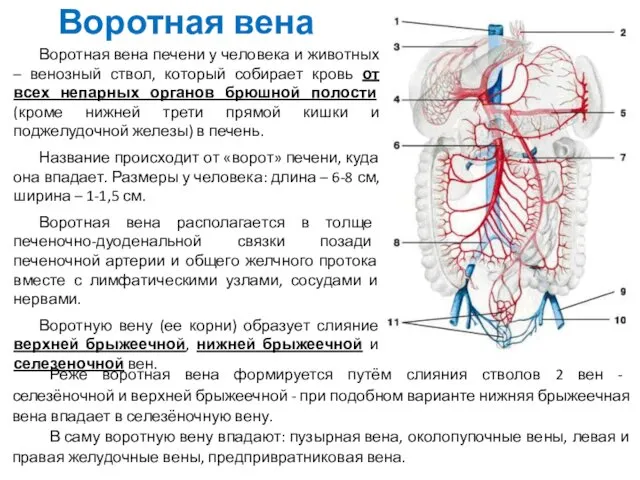 Воротная вена Воротная вена печени у человека и животных –