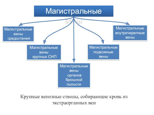 Магистральные вены Магистральные вены средостения Магистральные вены крупных СНП Магистральные