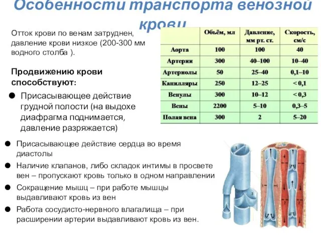 Особенности транспорта венозной крови Продвижению крови способствуют: Присасывающее действие грудной