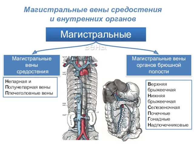 Магистральные вены Магистральные вены средостения Магистральные вены органов брюшной полости