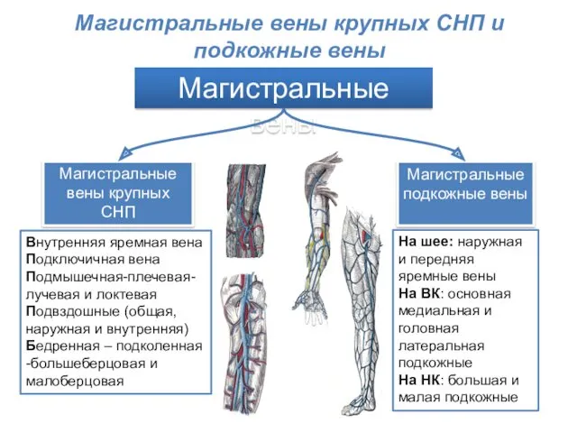 Магистральные вены Магистральные вены крупных СНП Магистральные подкожные вены Внутренняя