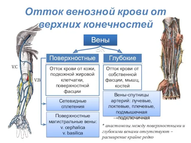 Отток венозной крови от верхних конечностей Вены ВК Поверхностные Глубокие