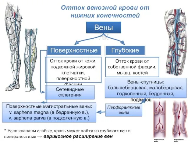 Вены НК Поверхностные Глубокие Отток крови от кожи, подкожной жировой