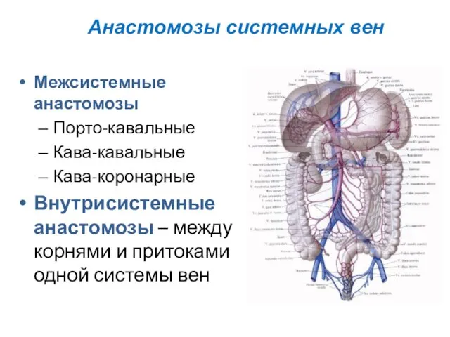 Межсистемные анастомозы Порто-кавальные Кава-кавальные Кава-коронарные Внутрисистемные анастомозы – между корнями