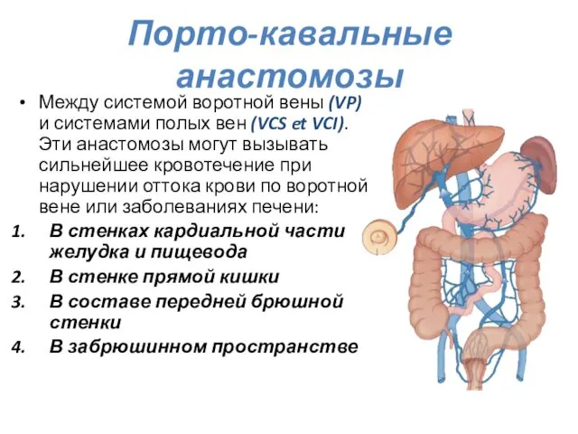 Порто-кавальные анастомозы Между системой воротной вены (VP) и системами полых