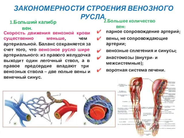 1.Больший калибр вен. Скорость движения венозной крови существенно меньше, чем