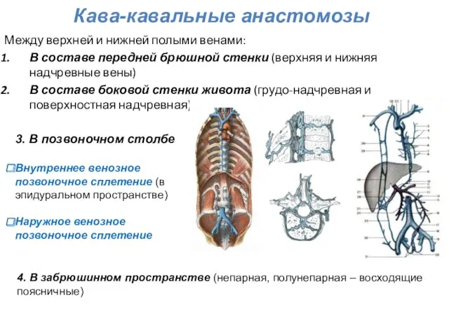 Между верхней и нижней полыми венами: В составе передней брюшной