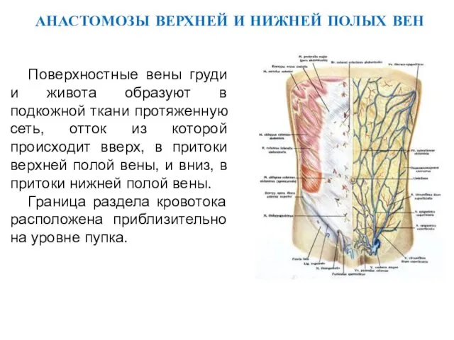 АНАСТОМОЗЫ ВЕРХНЕЙ И НИЖНЕЙ ПОЛЫХ ВЕН Поверхностные вены груди и