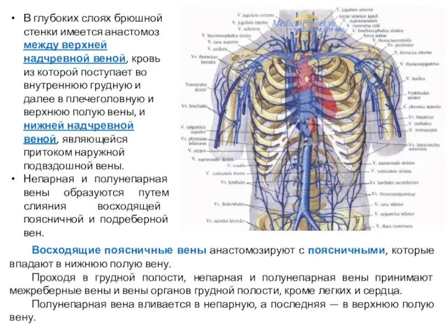 В глубоких слоях брюшной стенки имеется анастомоз между верхней надчревной